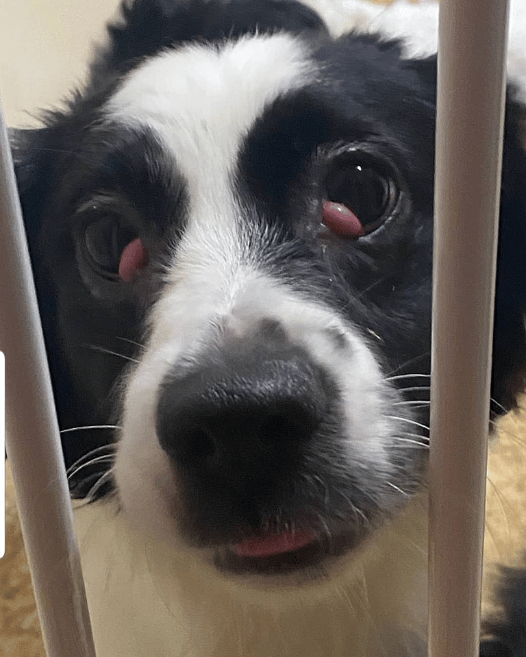 Cherry Eye in Dogs